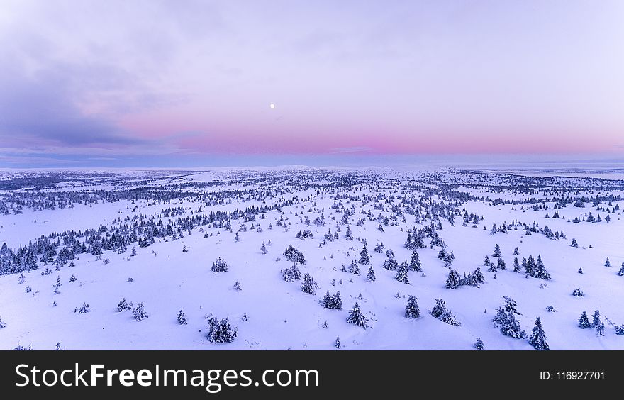 Snow Covered Field