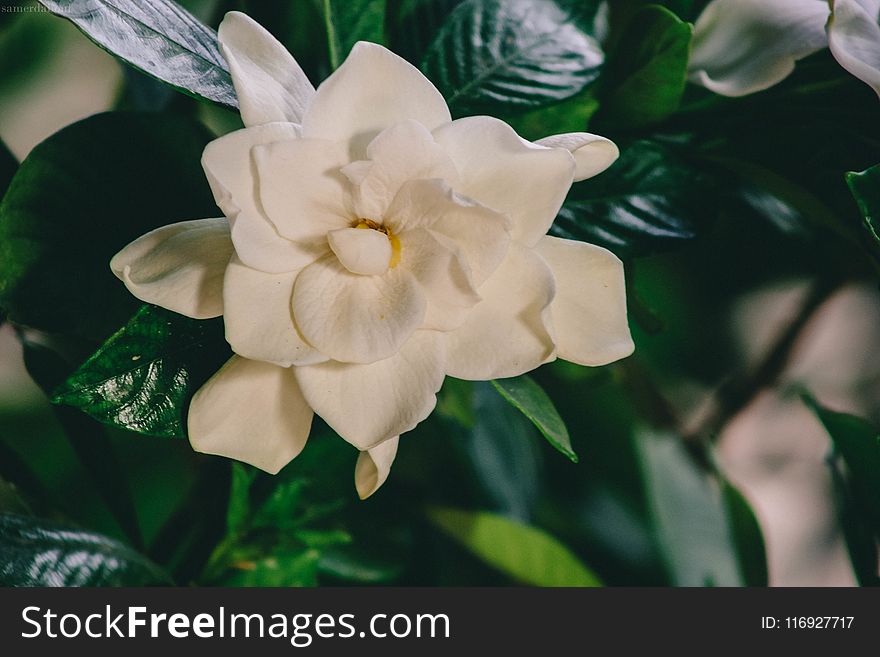 Close-up Photography of White Multi Petaled Flower