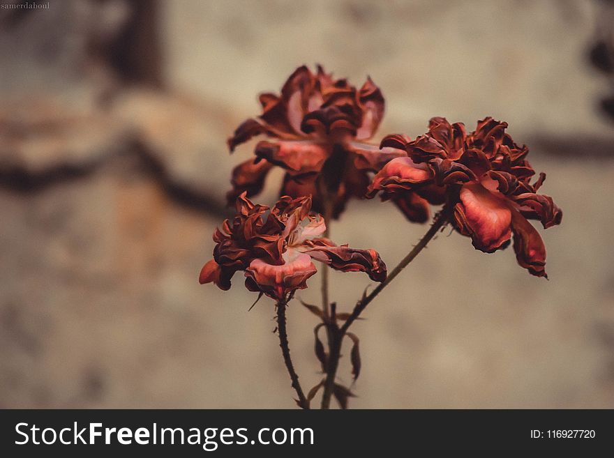 Shallow Focus Of Red Rose