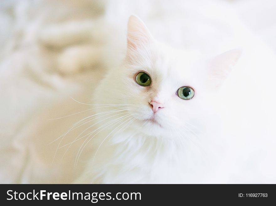 Long-fur White Cat