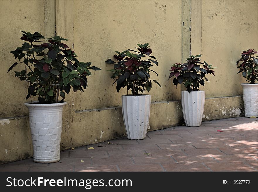 Four Green Leaf Plants With White Pots