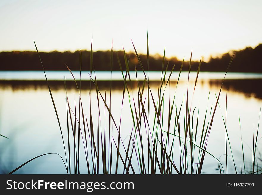 Selective Focus Photography of Green Grass