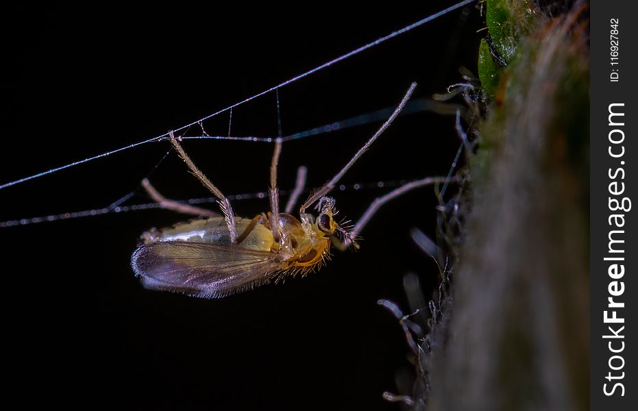 Macro Photo Of Brown Winged Insect