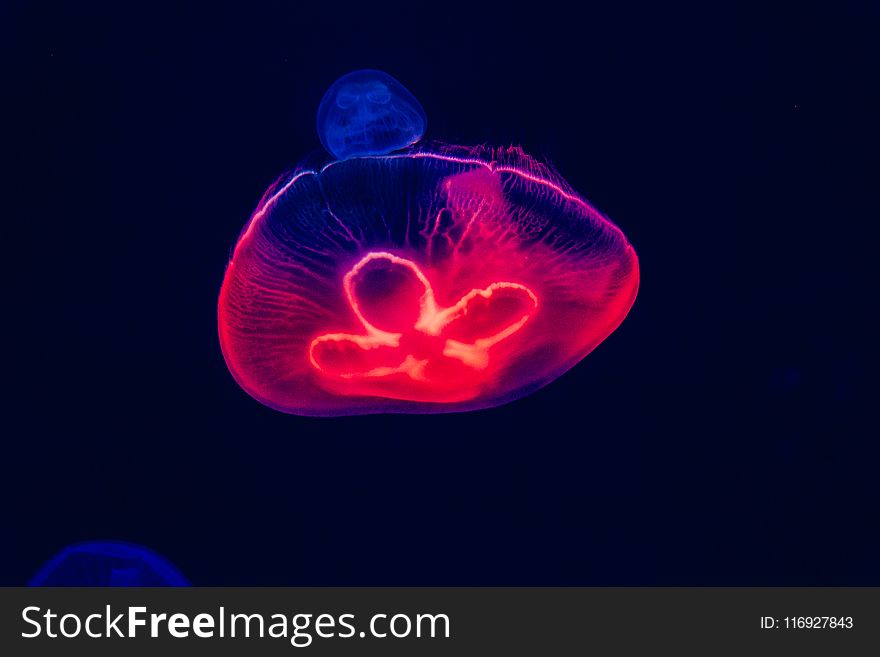 Blue And Red Jellyfish Artwork