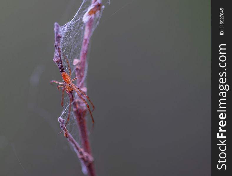 Selective Focus Photography of Brown Spider Perched on Brown Plant Stem