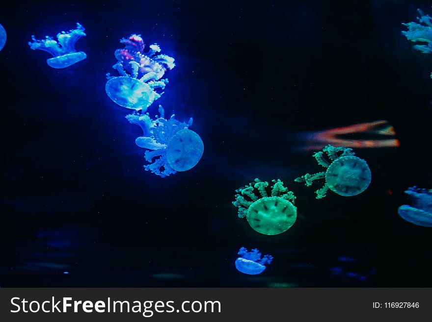 Green and Blue Jellyfishes