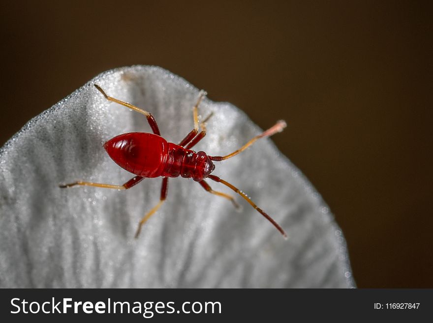 Macro Photo of Red Assassin Bug on White Textile