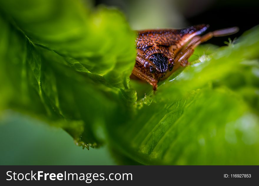 Macro Photo of Brown Triangular Head Spider on Green Leaf Plant