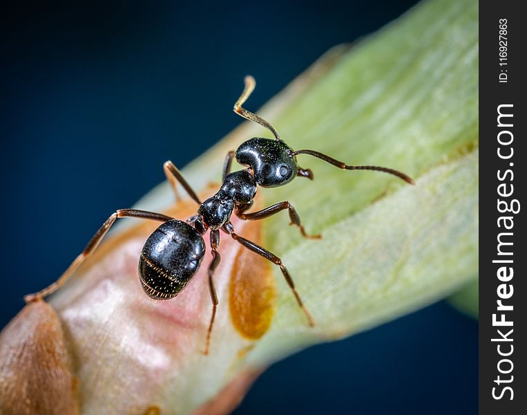 Macro Photo of Black Carpenter Ant on Green Leaf