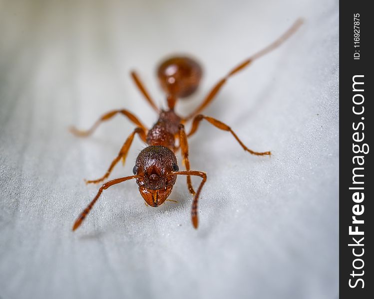 Red Ant Macro Photography
