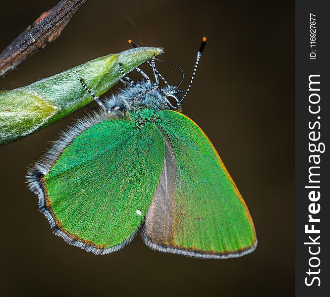 Closeup Photography of Green and Brown Moth Perched on Green Leaf