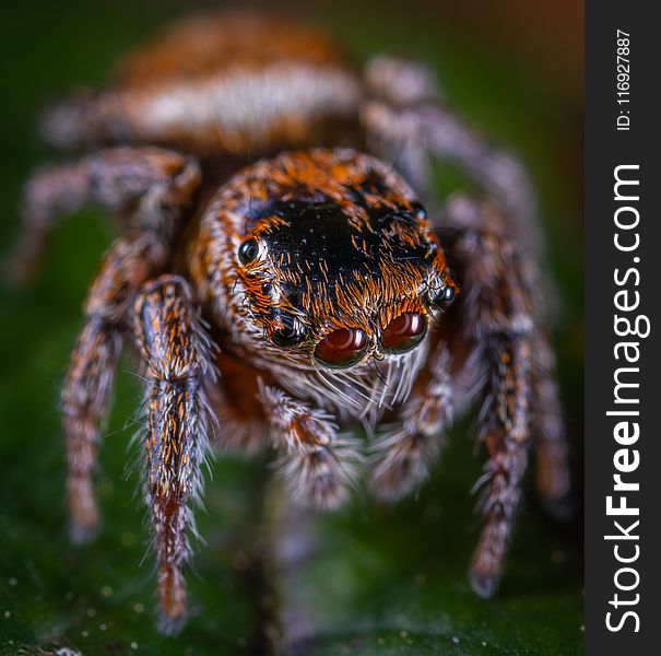 Macro Photo of Brown Jumping Spider on Green Leaf