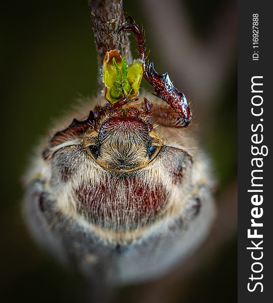 Gray Beetle Macro Photography