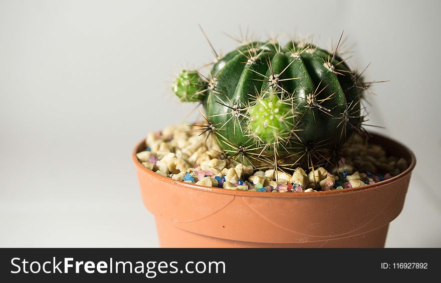 Potted Green Cactus