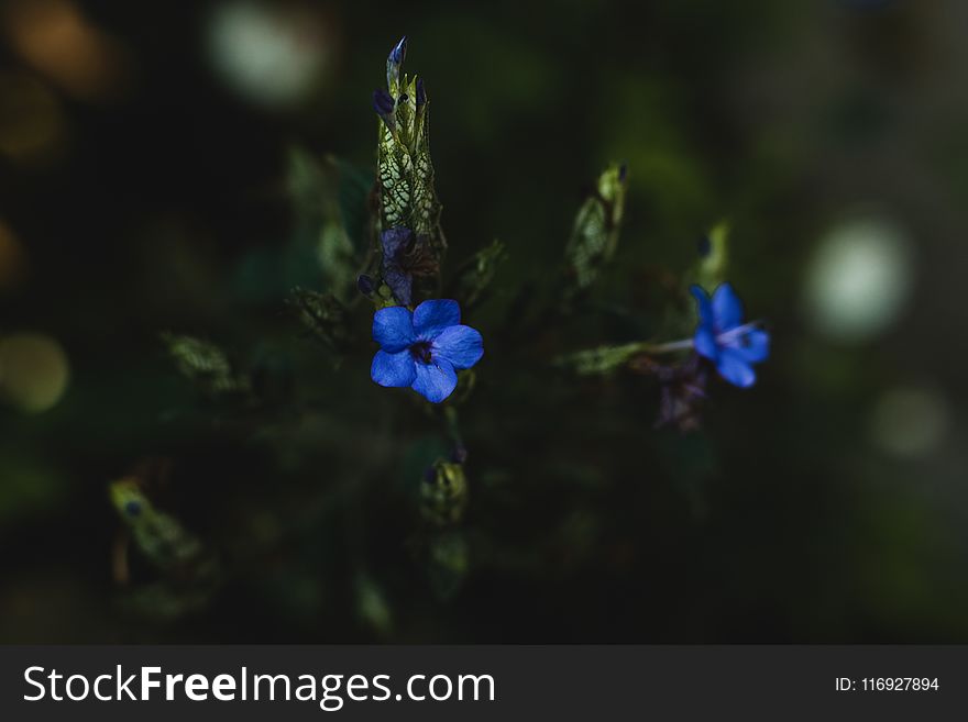 Blue Petaled Flowers Selective-focus Photography