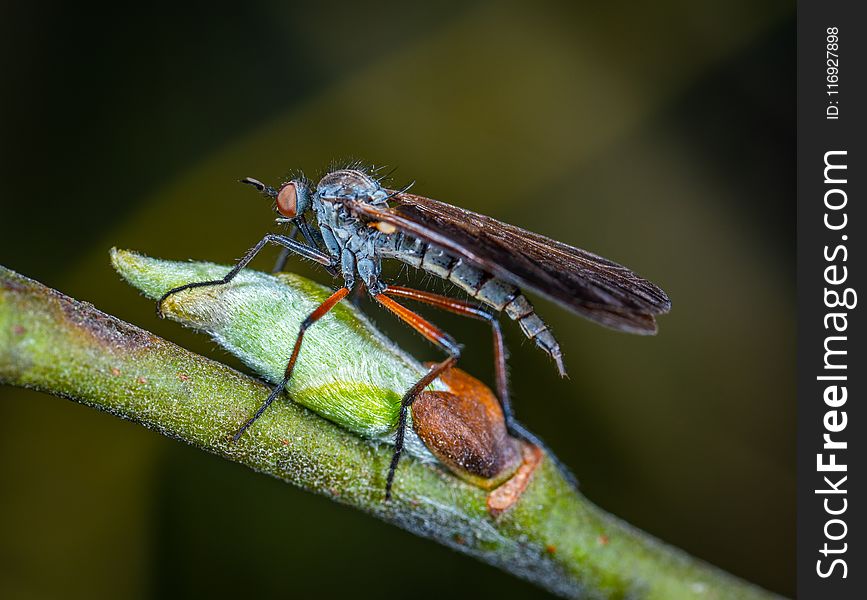 Selective Focus Photography of Robber Fly Perched on Green Sprout