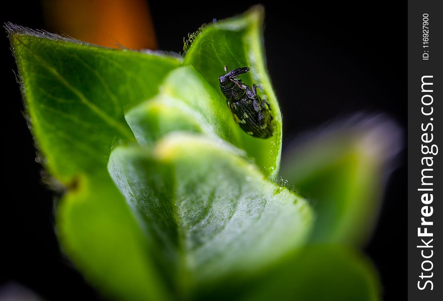 Macro Photo of Black and White Weevil on Green Leaf Plant