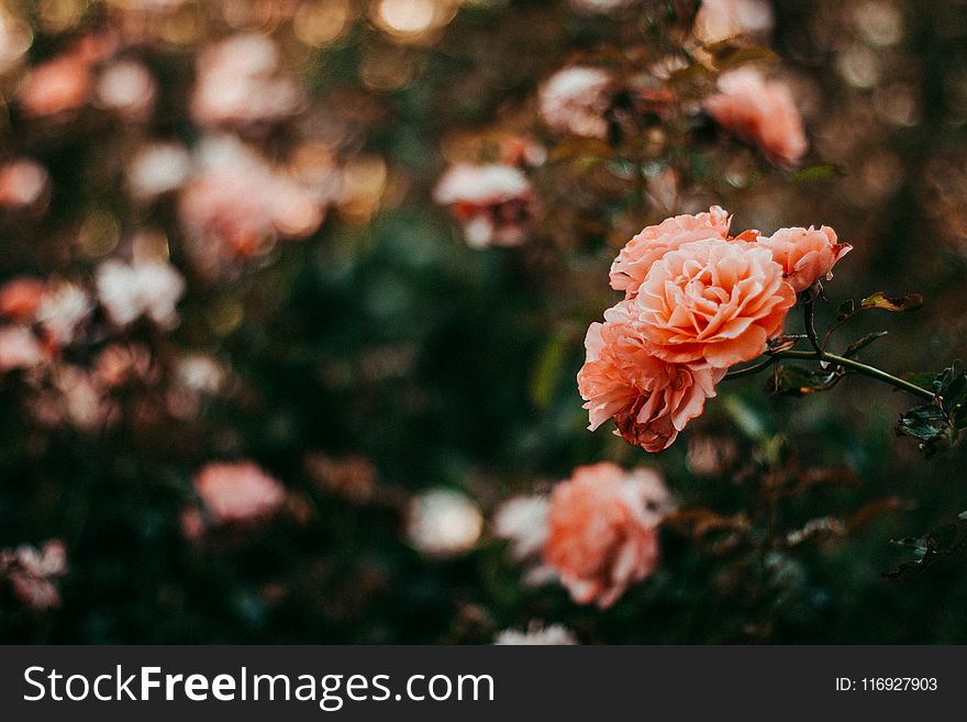 Pink Petal Flowers in Shallow Focus Photography