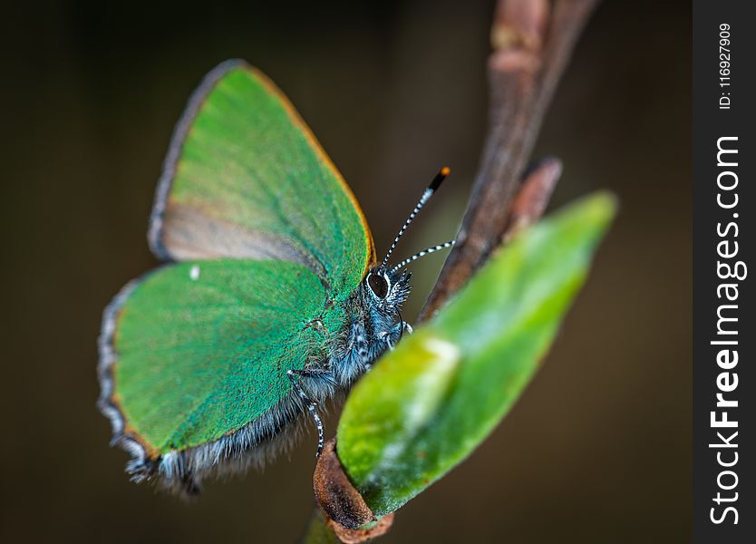 Cloudless Sulphur Butterfly Perched On Brown Plant Stem