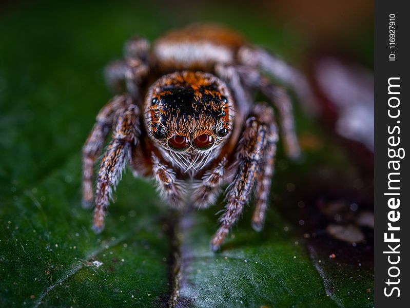 Macro Photography of Brown Jumping Spider Perched on Green Leaf