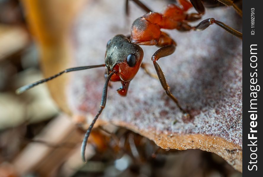 Macro Photo of Red and Brown Army Ant