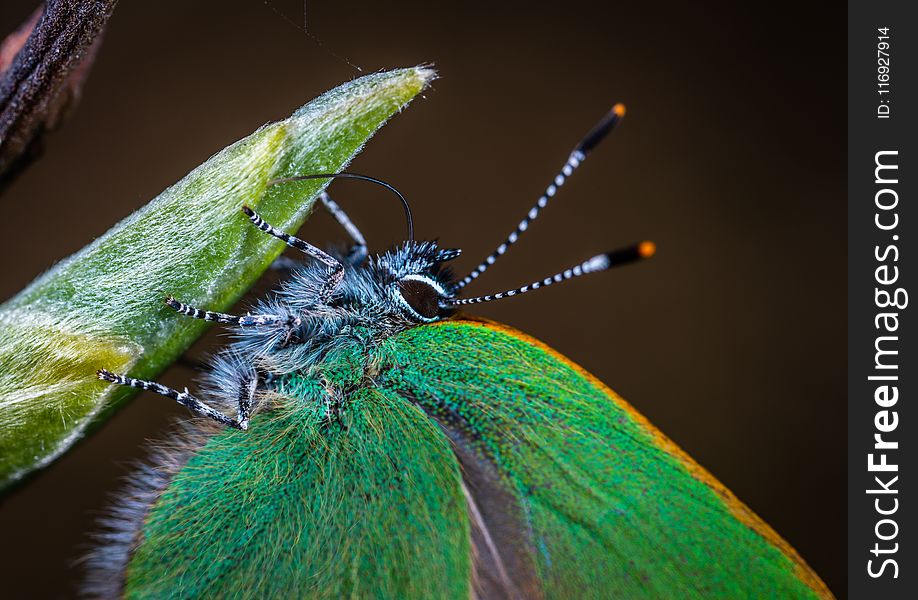 Macro Photo of Green Moth on Leaf Plant