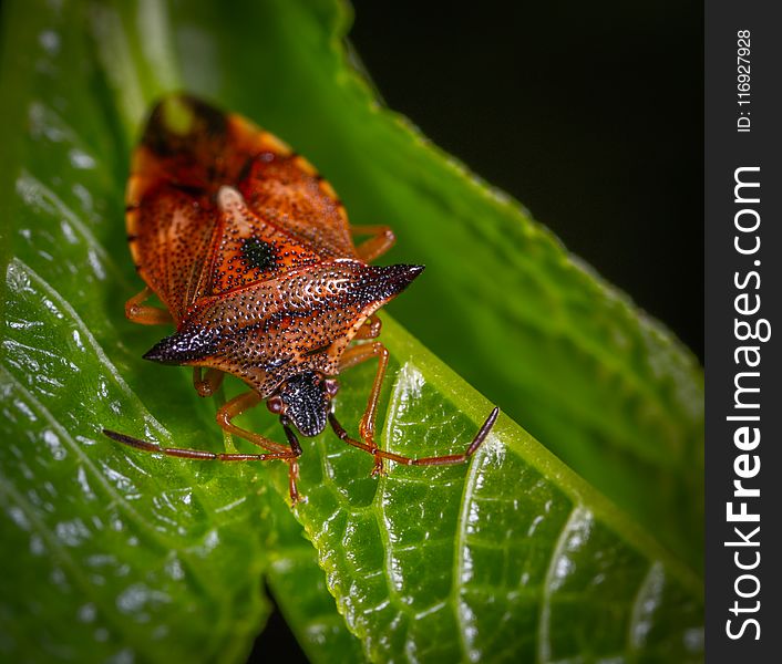 Macro Photography of Red Stink Bug Perched on Green Leaf