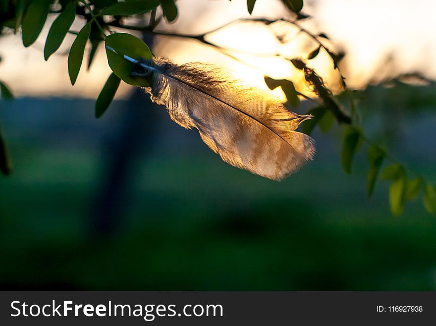 Selective Focus Photography Of Brown Feather