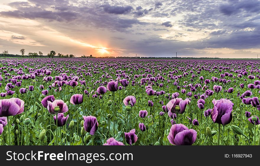 Photography of Field of Purple Flowers