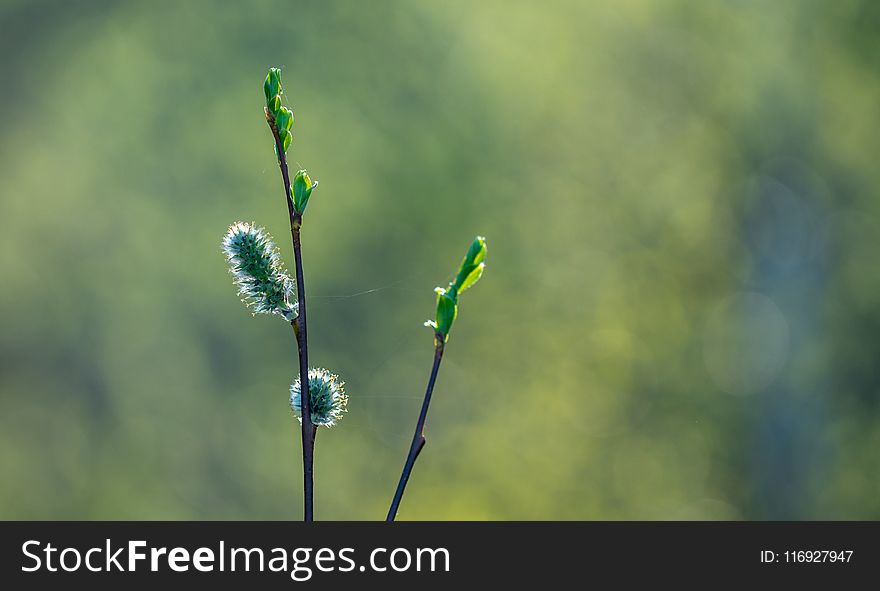 Selective Focus Photo of Green Plant