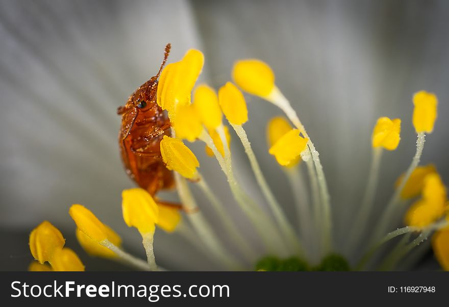 Brown Beetle on Yellow Petaled Flowers