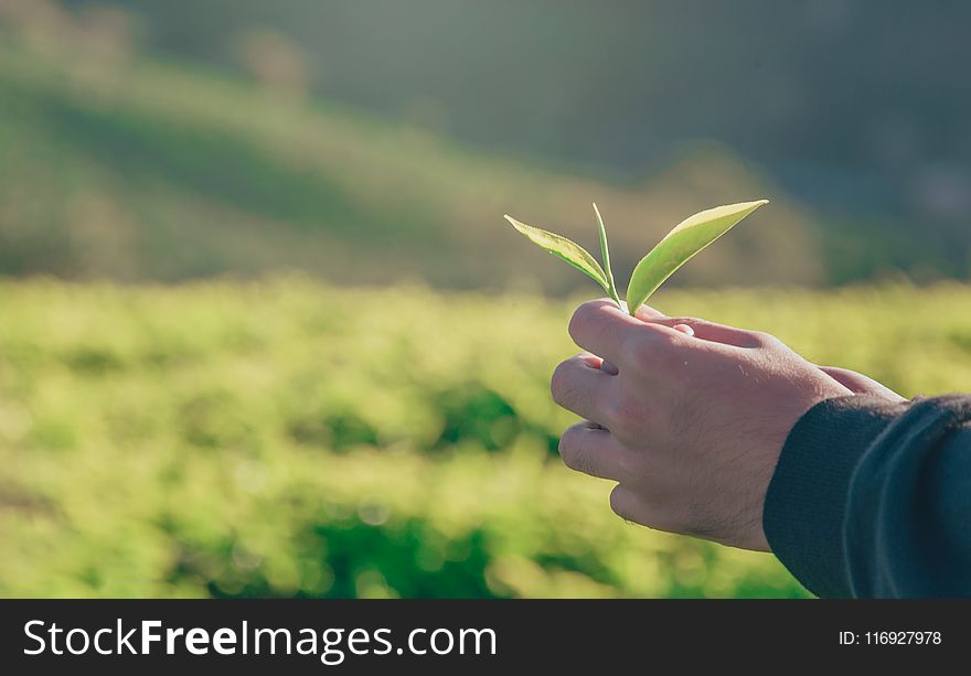 Person Holding Green Leaf