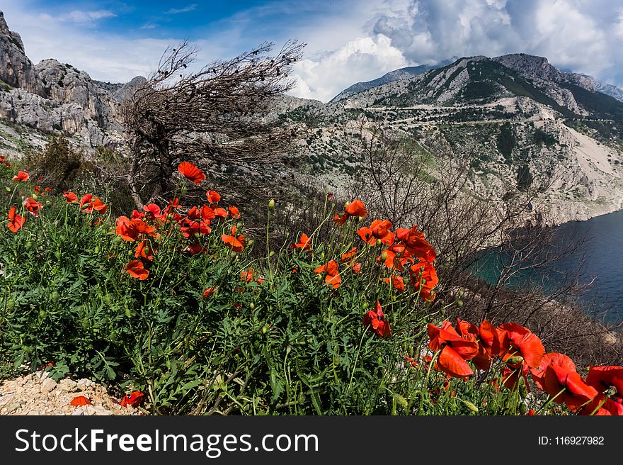 Red Poppies Beside a Body of Water Under Blue and White Cloudy Sky