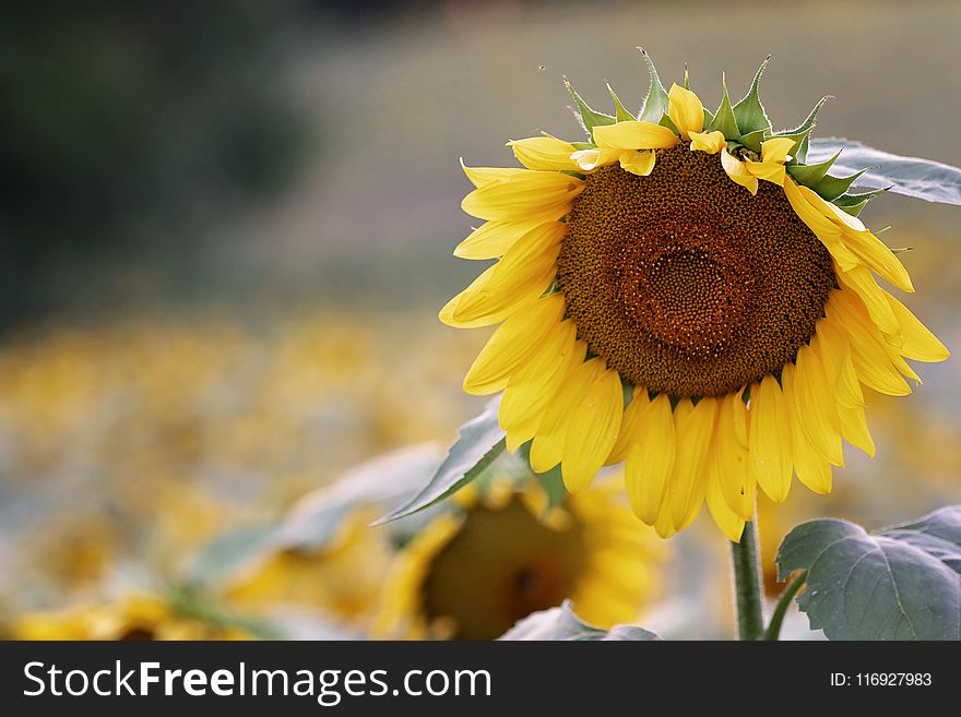 Shallow Focus Photography of Sunflower