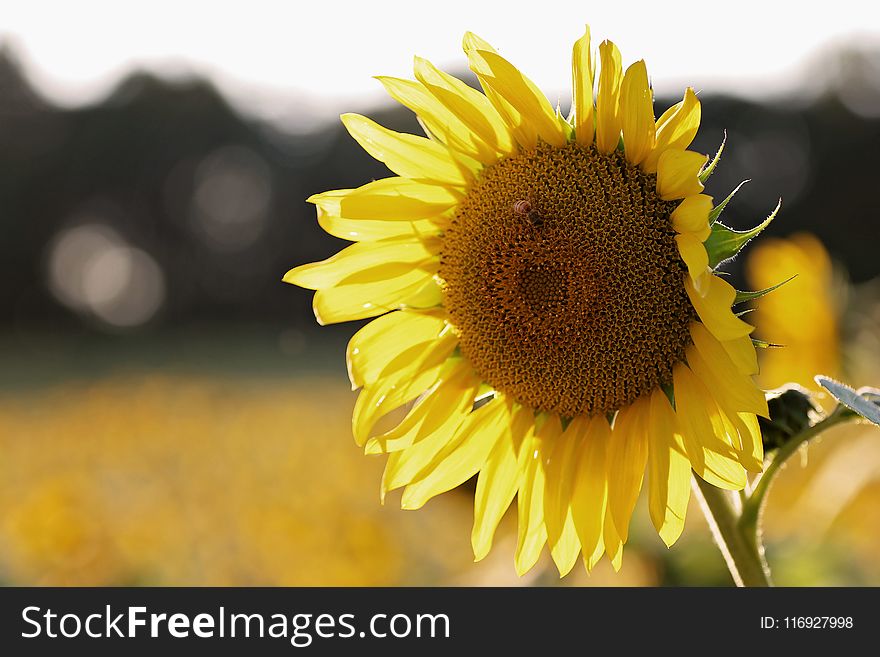 Shallow Focus Photography of Sunflower With Bee