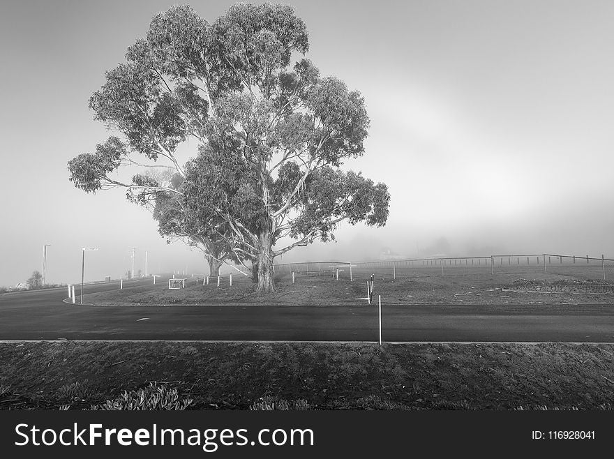 Grayscale Photo of Tree and Grass Field