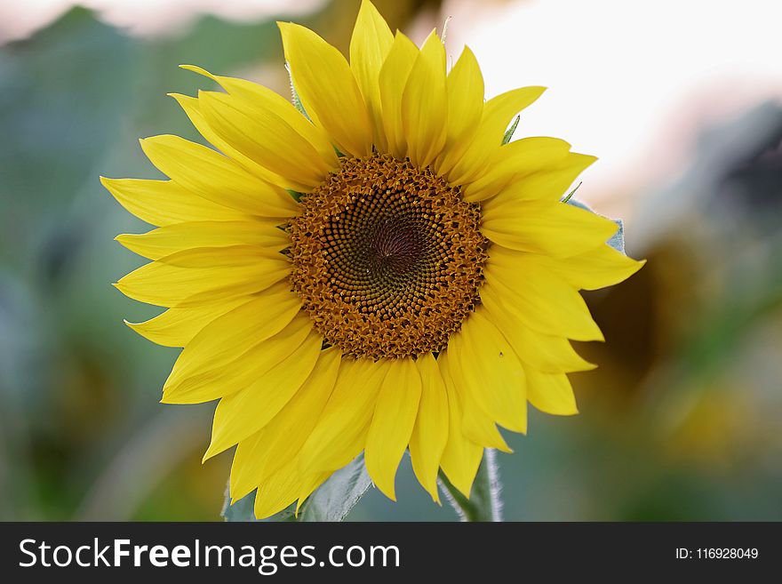 Selective Focus Photography of Yellow Sunflower