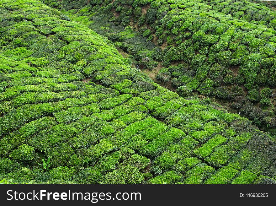 A view on Cameron Highlands tea plants