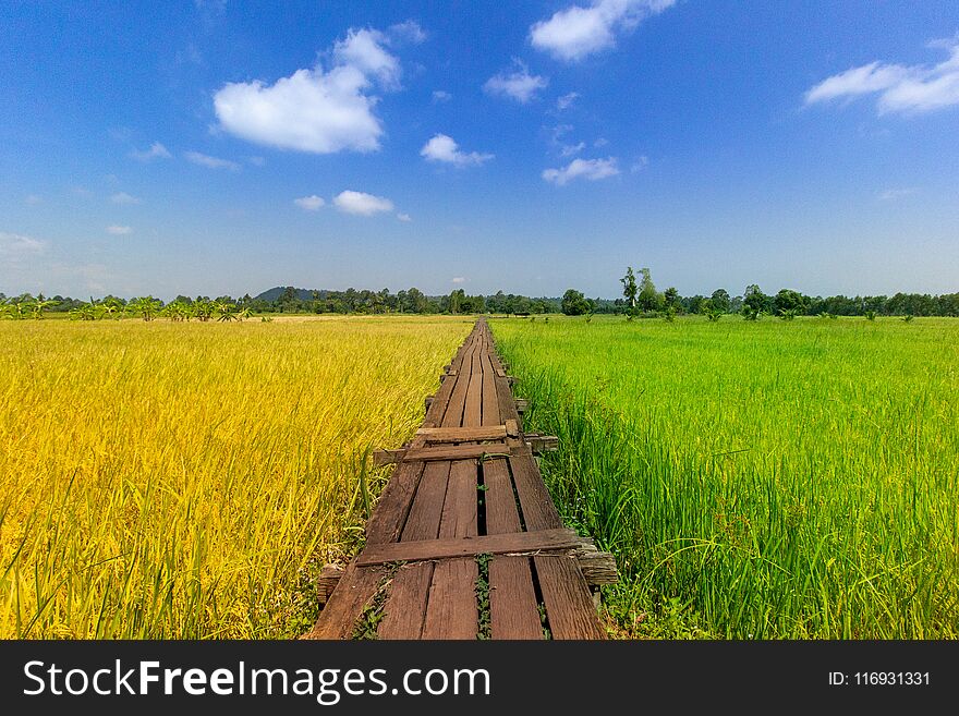 landscape Rice field with two colors of wood over 100 years old in central Thailand. landscape Rice field with two colors of wood over 100 years old in central Thailand.