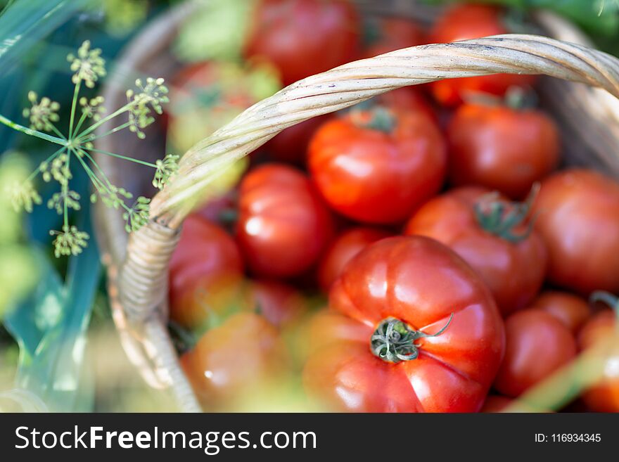 Tomatoes harvest in the basket outdoors