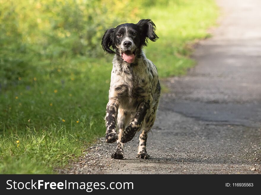 Cute happy english setter in action running towards camera, in sunlight