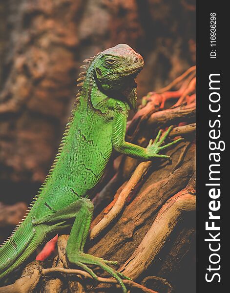 green iguana - vertical animal portrait. green iguana - vertical animal portrait