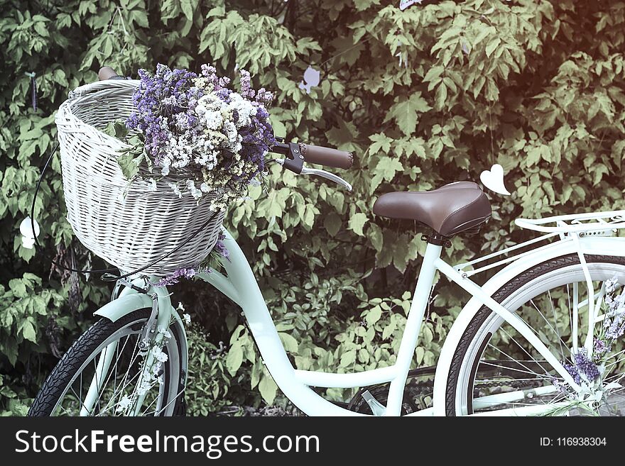 Bicycle with wicker basket of colorful dry flowers Limonium Statice, sea-lavender, caspia or marsh-rosemary, pastel color. Bicycle with wicker basket of colorful dry flowers Limonium Statice, sea-lavender, caspia or marsh-rosemary, pastel color