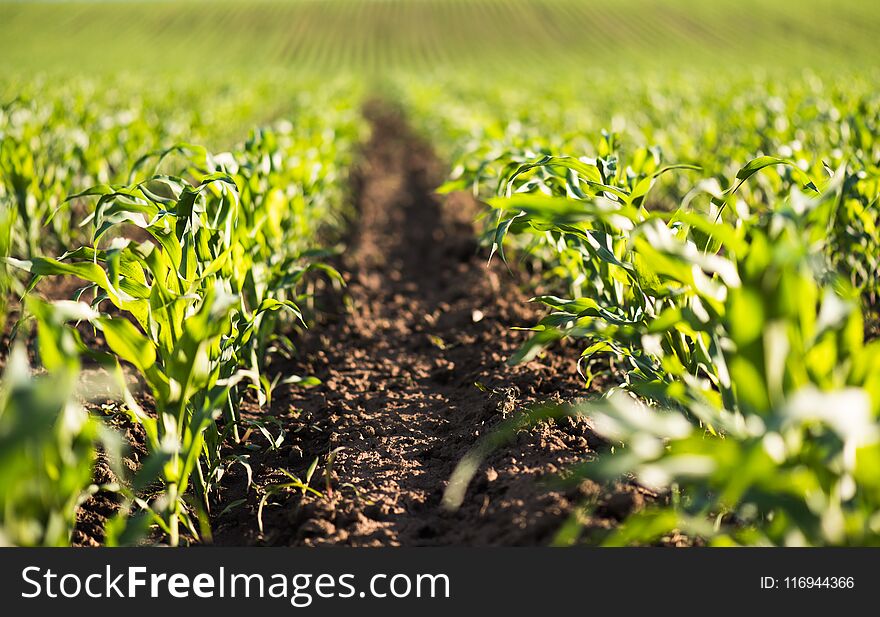 Plant of young green corn at field