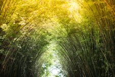 Morning Sunlight To The Bamboo Arch. Royalty Free Stock Image