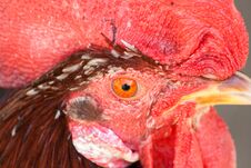 Rooster Head Royalty Free Stock Images