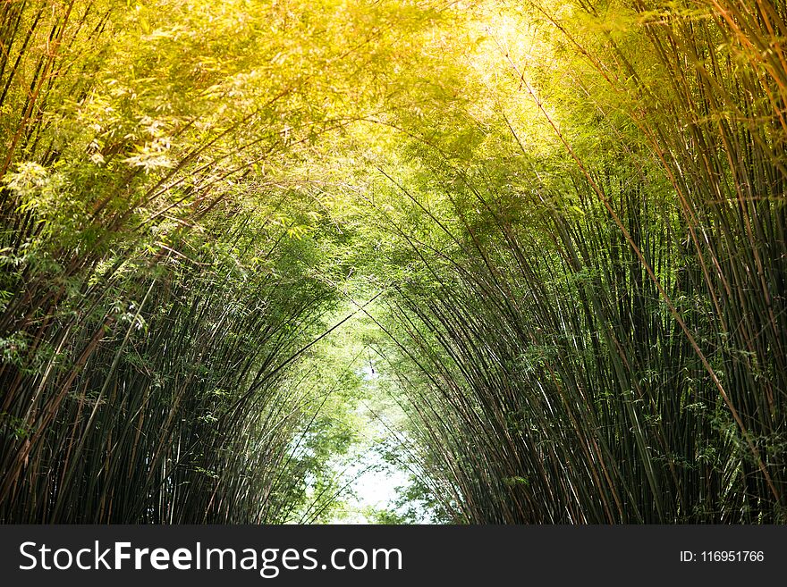 Sunlight is passing through bamboo leaves and bamboo branches in the morning. Sunlight is passing through bamboo leaves and bamboo branches in the morning.