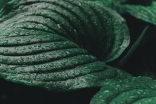 Large Leaves Of Spathiphyllum Or Peace Lily After The Rain Stock Photography