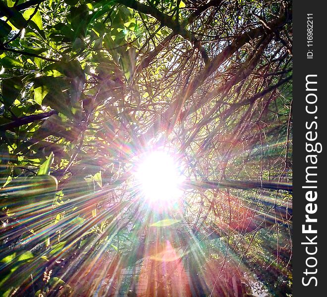 Sun shining through tree branches. Sun shining through tree branches