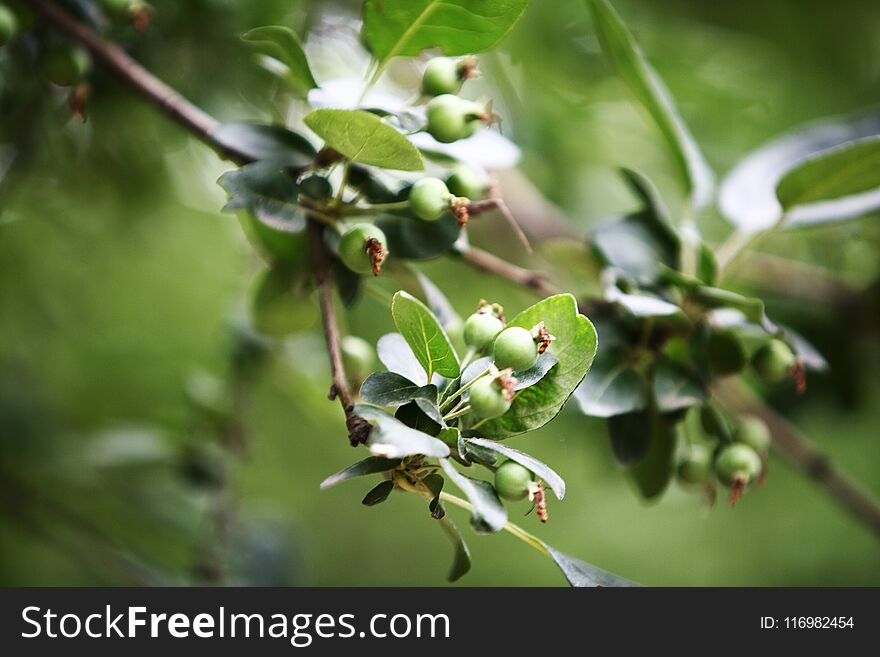 Malus Halliana